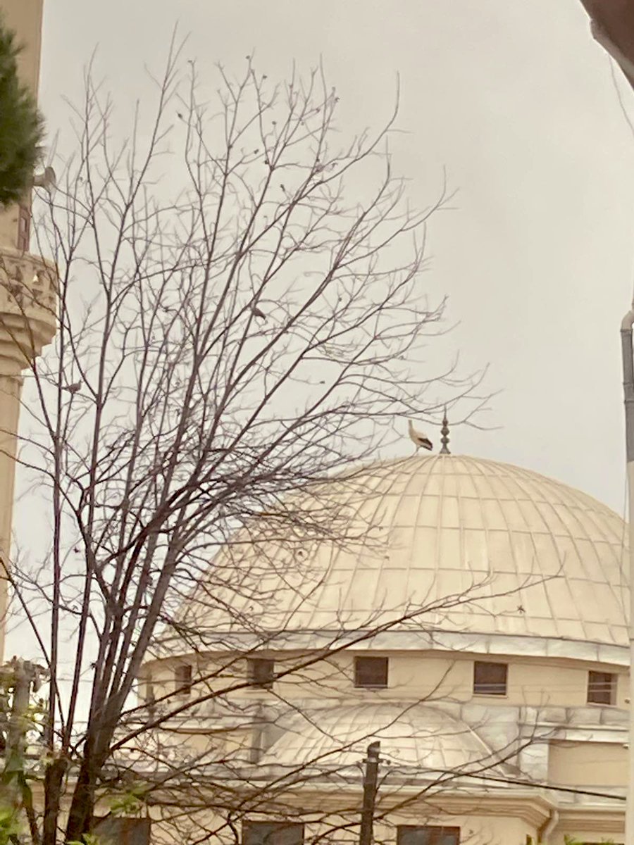 Alper Tüydeş tweet media