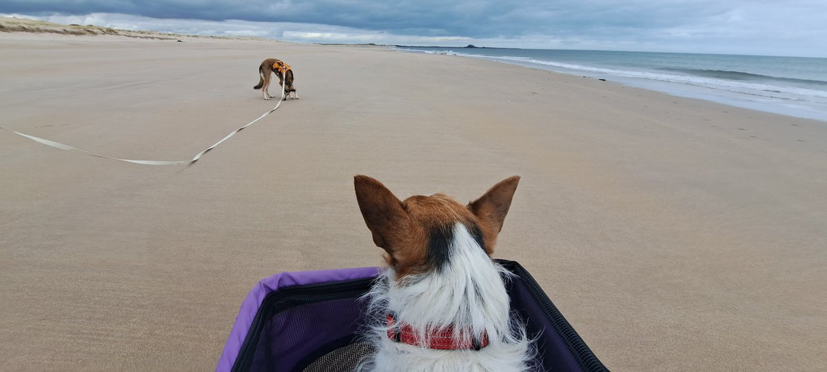 bosworth_alison's tweet photo. ๐พ๐พ dogs had lots of fun, they love a beach (poor Rocky needs a bit of help now so has his own wheels) ๐พ๐พ
#RossSands
#ItsADogsLife
#rescuedogs https://t.co/wqVULk5srD