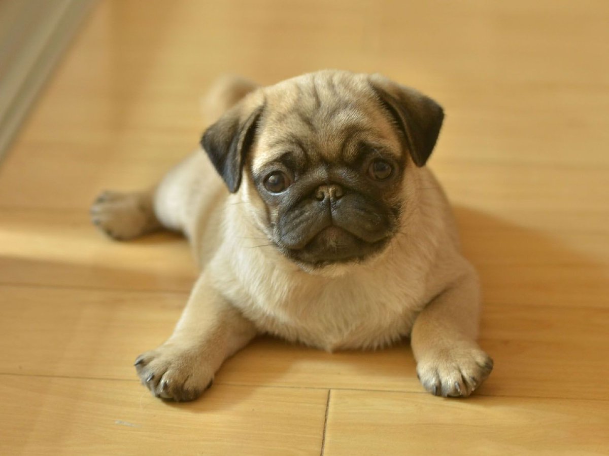 eduarda coser tweet media