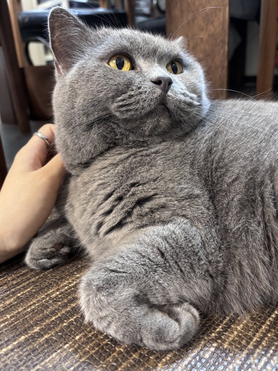 .NUKO（ドットぬこ） tweet media