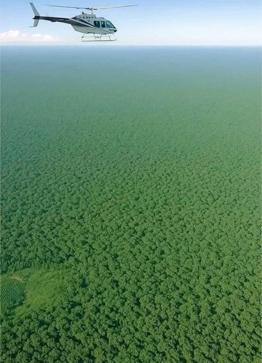 MolterGui's tweet photo. Essa imagem parece mostrar “muita coisa”, certo?

Errado.

Isso que você está vendo é cerca de 0,00003% da Floresta Amazônica.

Sim… Praticamente NADA.

Agora pensa:

A maior floresta do planeta é tão absurda que um voo inteiro de helicóptero mal arranha sua escala.

A gente não tem noção do tamanho real das coisas.

E talvez esse seja o problema.

Se isso não te fez refletir, você ainda não entendeu a dimensão do mundo em que vive.
