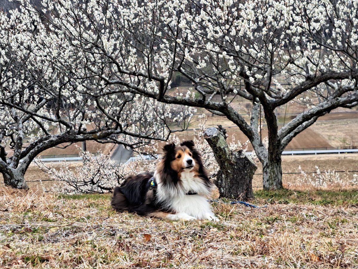 雪井苑生 tweet media