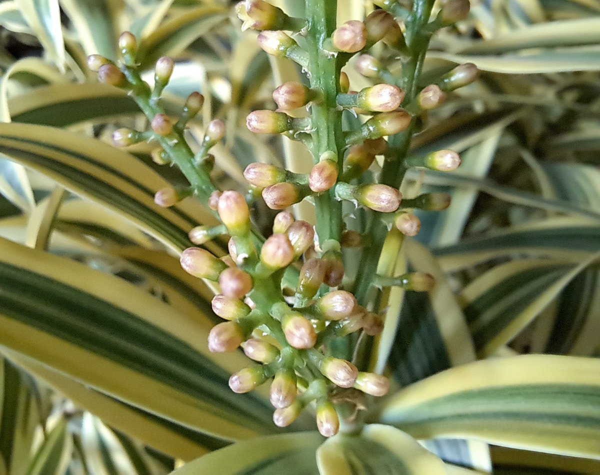 雪井苑生 tweet media