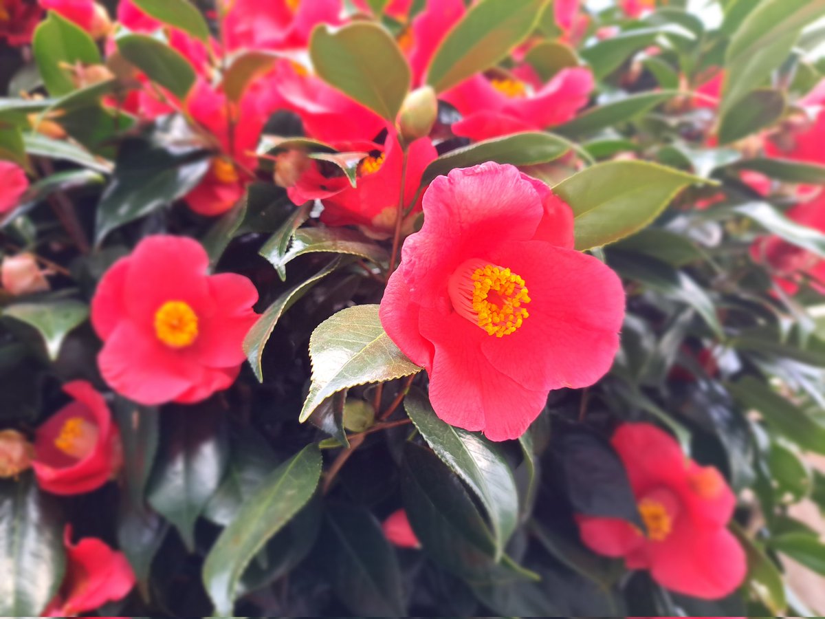 雪井苑生 tweet media