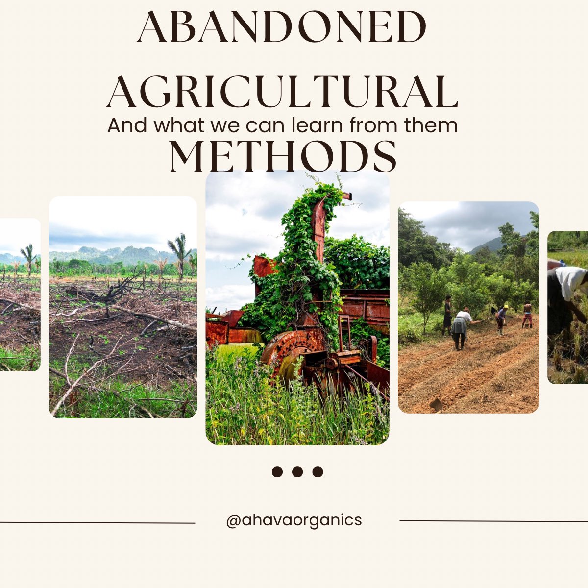 Ahava Organics tweet media