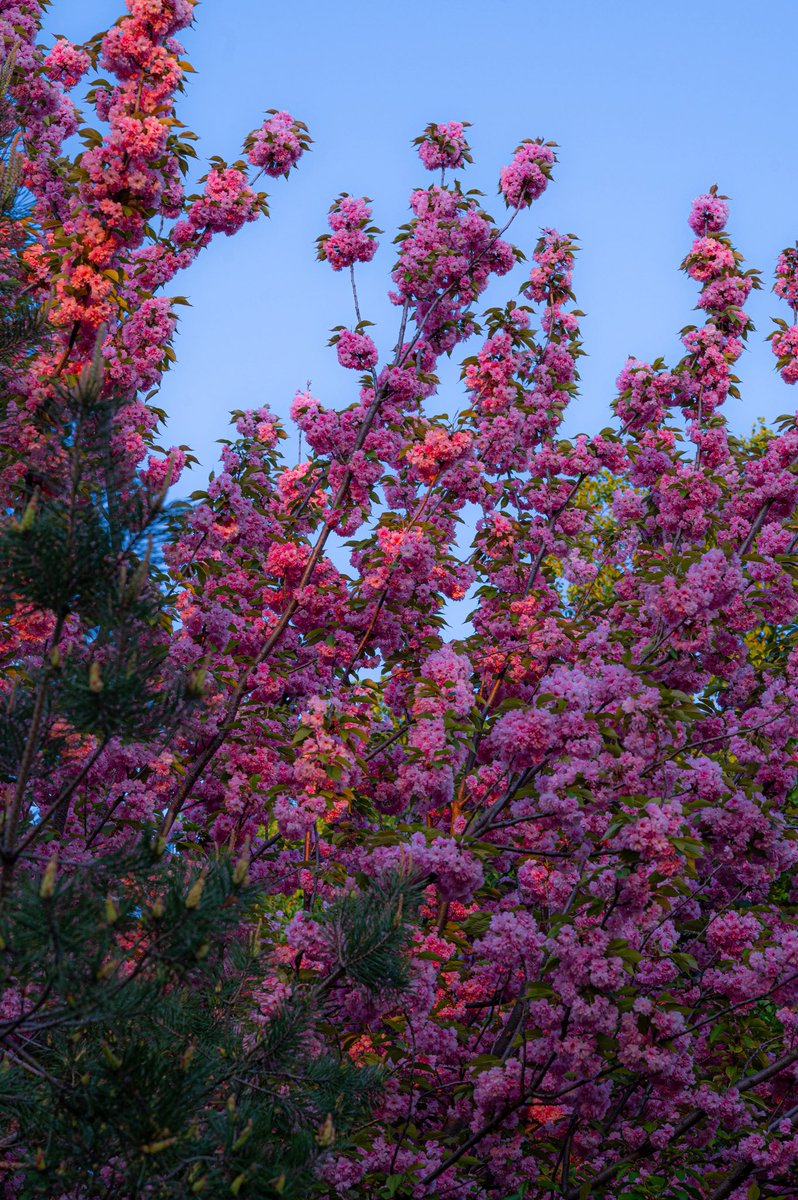 Київська світлярка tweet media