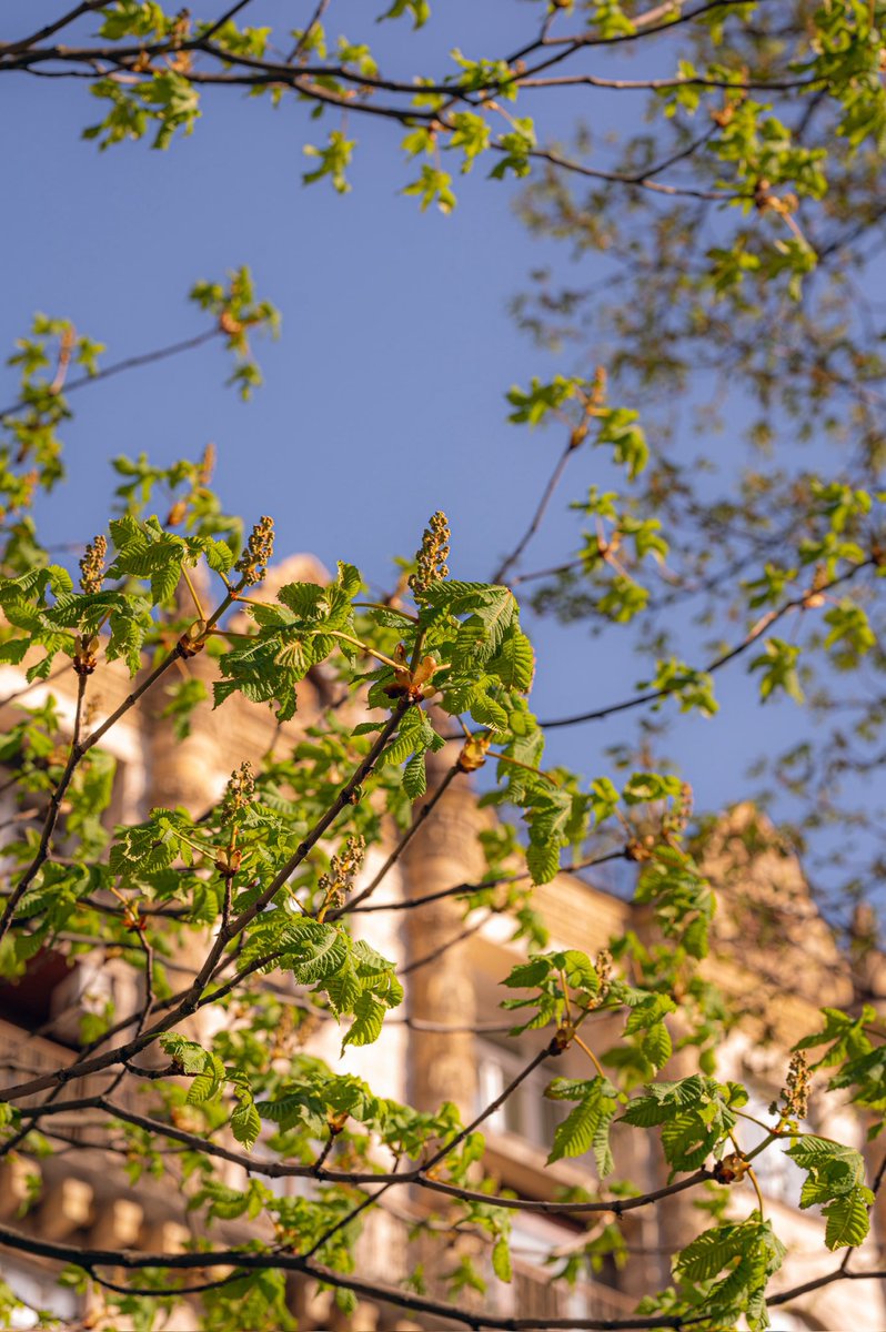 Київська світлярка tweet media