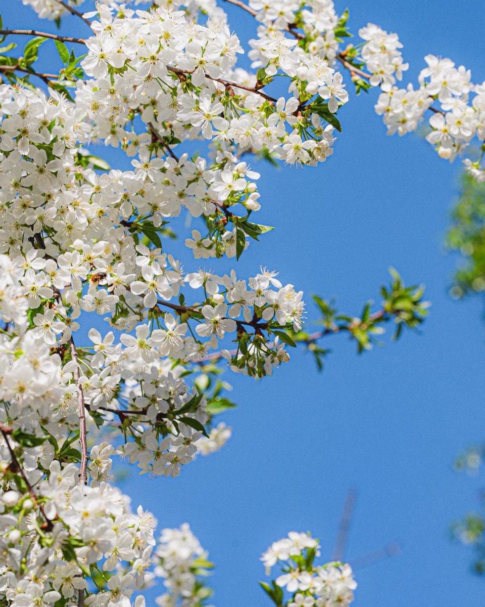 Київська світлярка tweet media