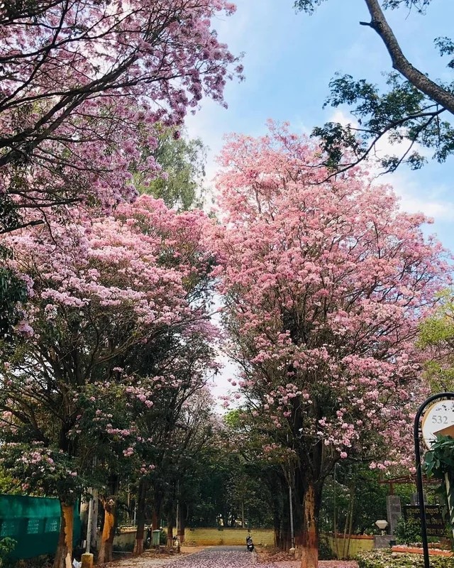 Nitin Sundar🎙️🎦🏏 tweet media