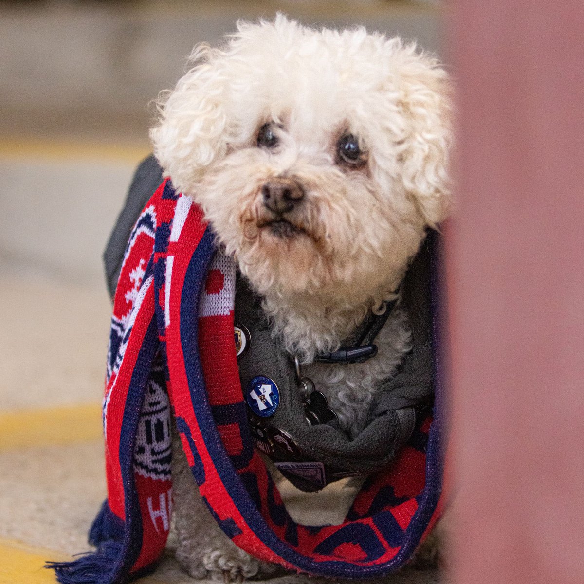 Hampton & Richmond Borough FC tweet media