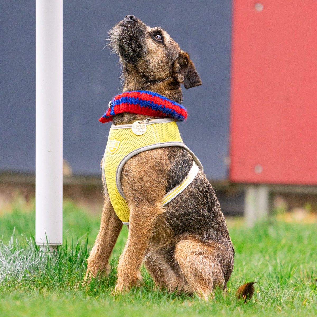 Hampton & Richmond Borough FC tweet media