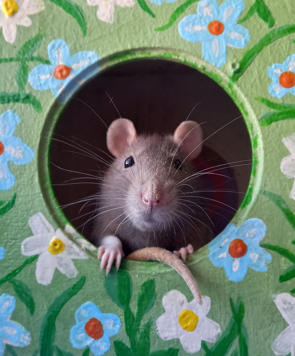 🌼Chouto Oli🌼 tweet media