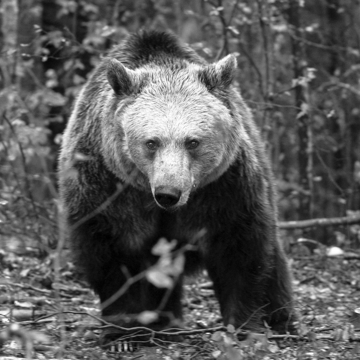 FOUR PAWS International tweet media