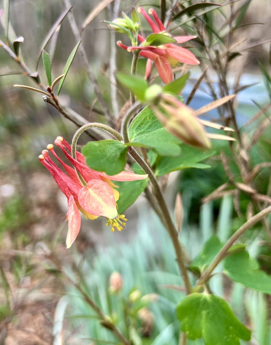 🌱Ilena Gilbert-Mays🌸 tweet media