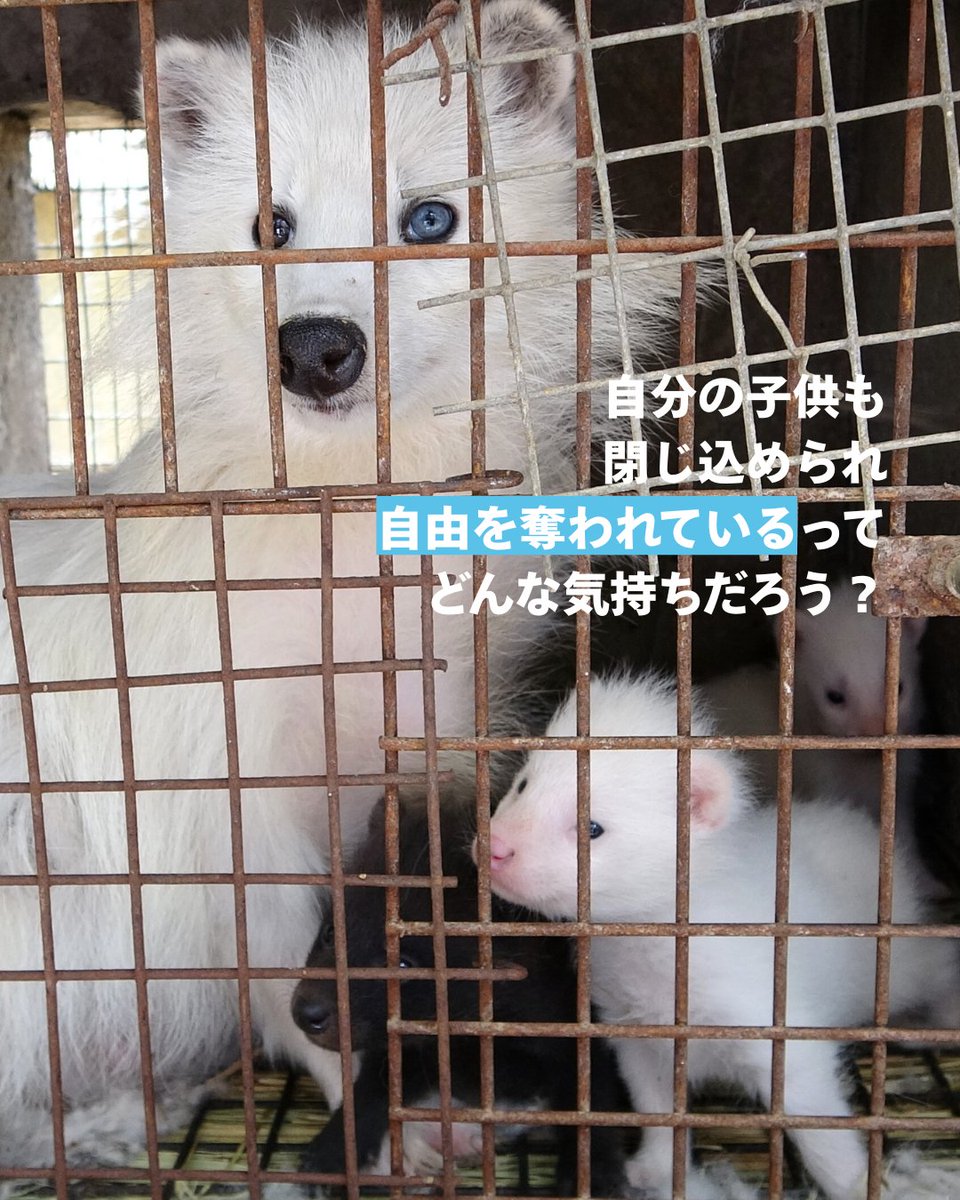 アニマルライツセンター tweet media