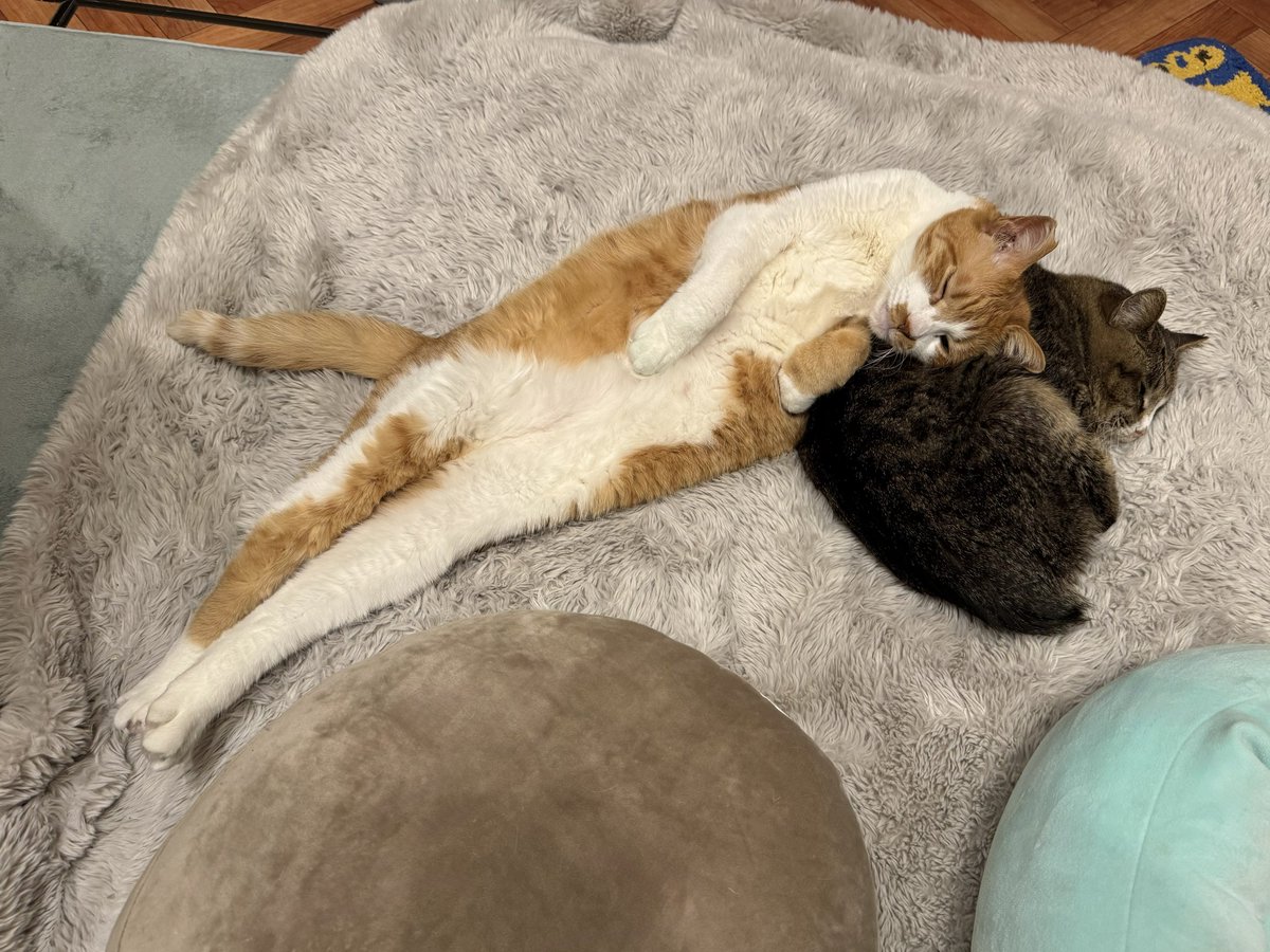 コンドリア水戸 tweet media