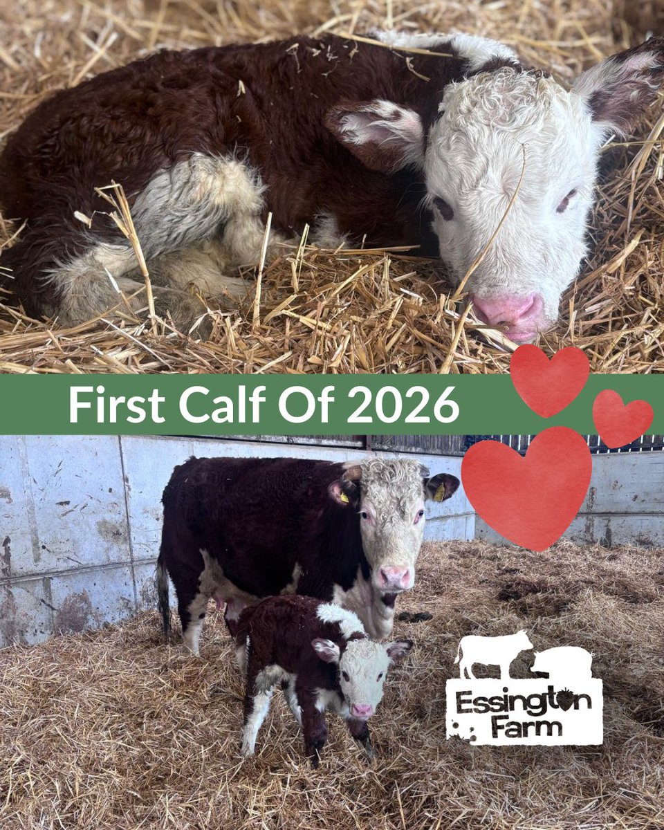 EssingtonFarm's tweet photo. Heifer calf born last night. 🐄
Cow’s first one, but you wouldn’t know it she’s taken to it straight away.
Learn more about the livestock on our farm here https://t.co/BbGhQO1s4r
#EssingtonFarm #BritishFarming #FarmLifeUK #BornOnTheFarm #UKAgriculture #FirstCalfof2026 https://t.co/1XGuP3Gb6e