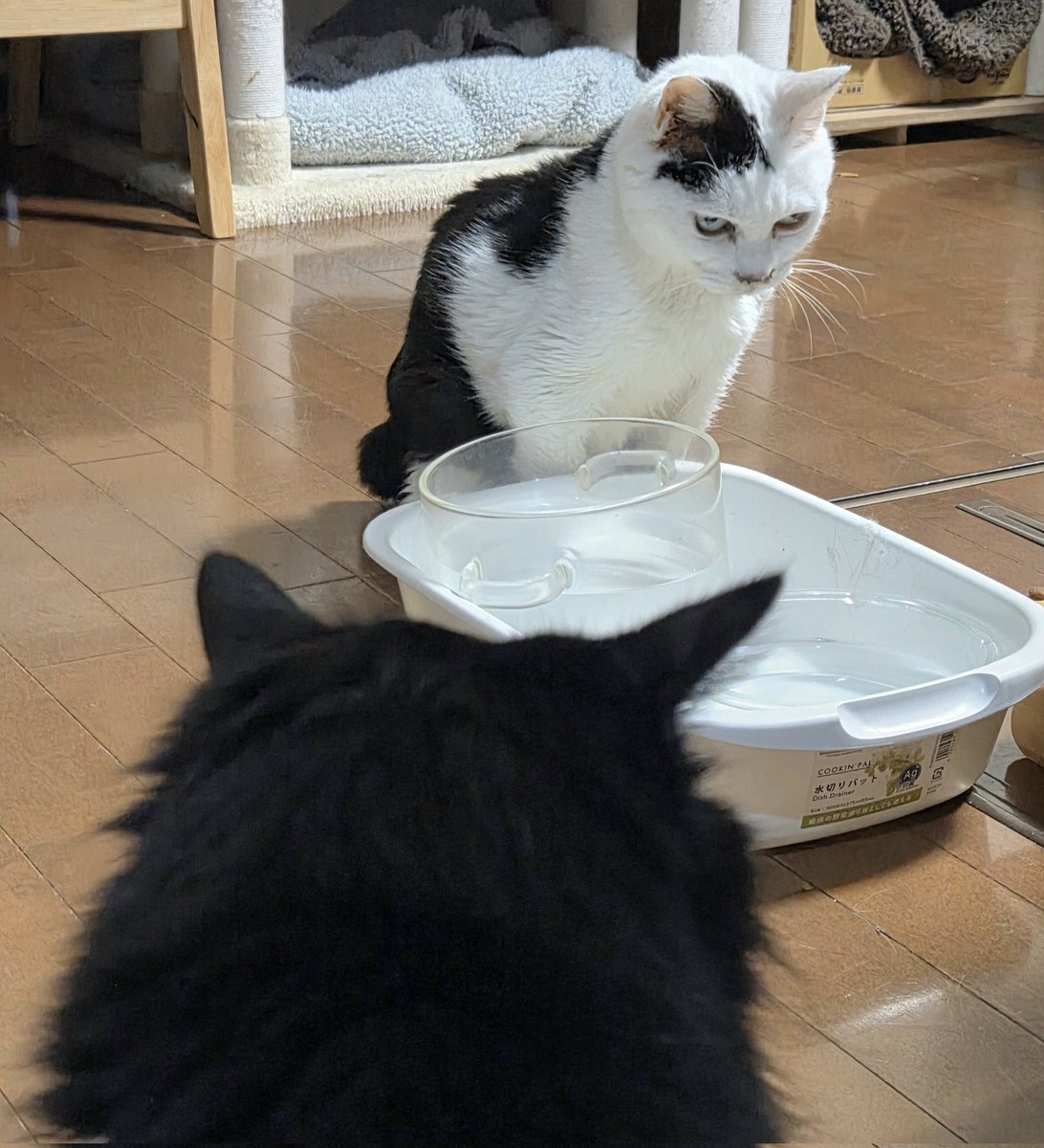 kochikochicat's tweet photo. お互いに目を合わせない👀
にゃん太vsジジ
#のんびり暮らし #保護猫 https://t.co/Jkk233Ijp9
