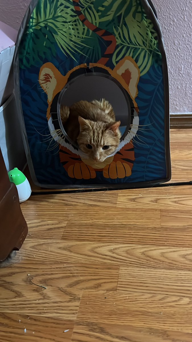 Elvis Presley tweet media