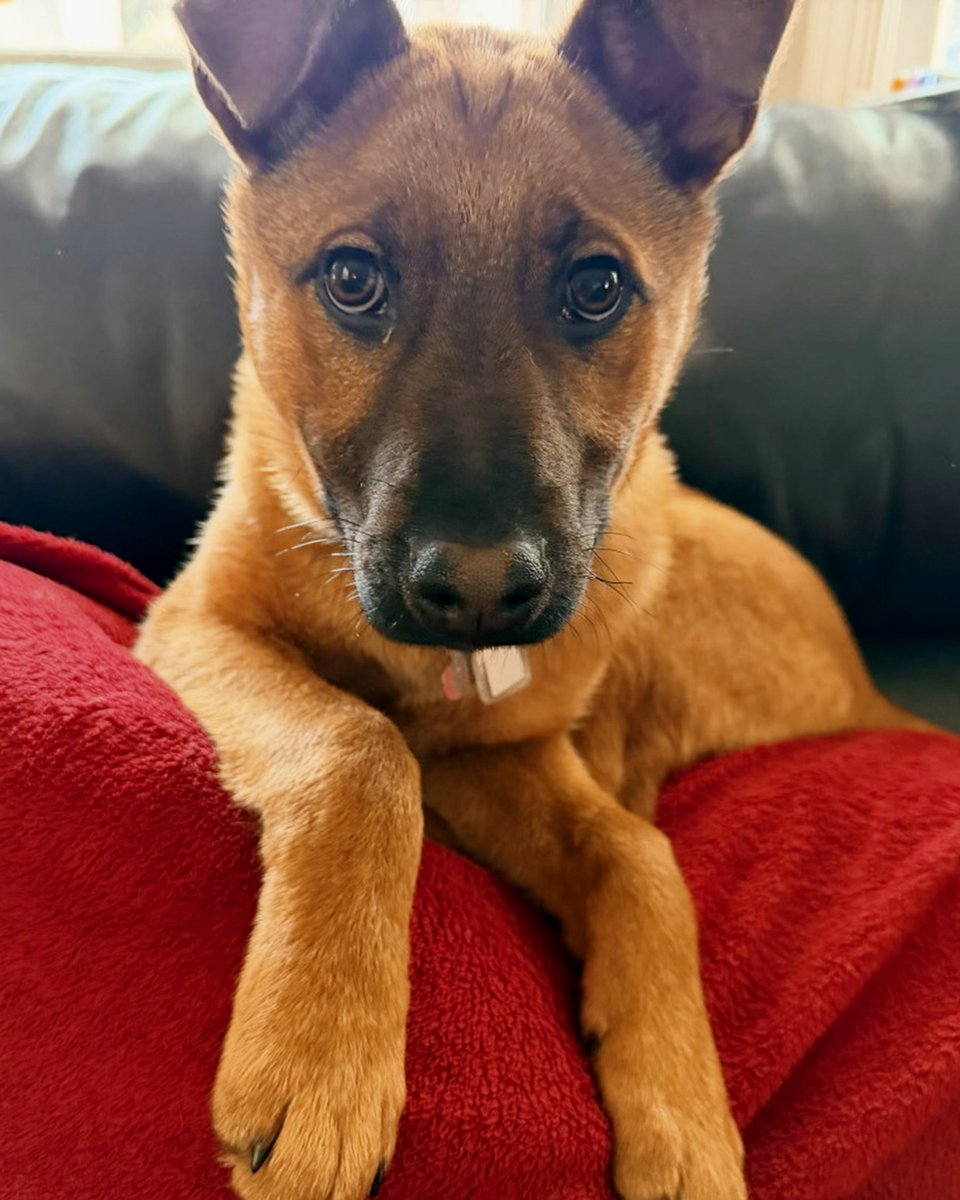 Lost Dog & Cat Rescue tweet media