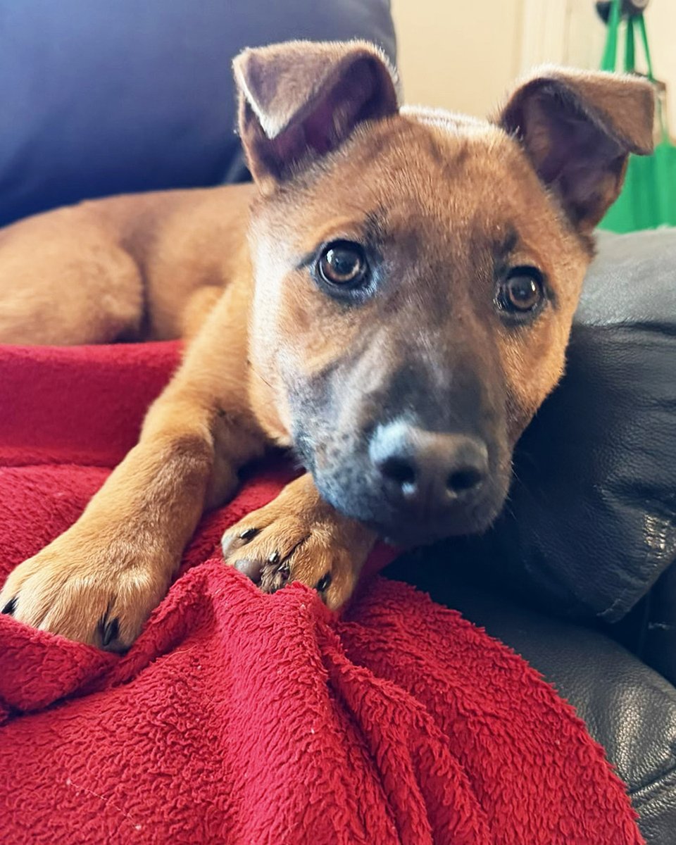 Lost Dog & Cat Rescue tweet media