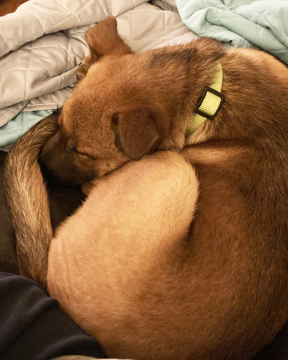 Lost Dog & Cat Rescue tweet media