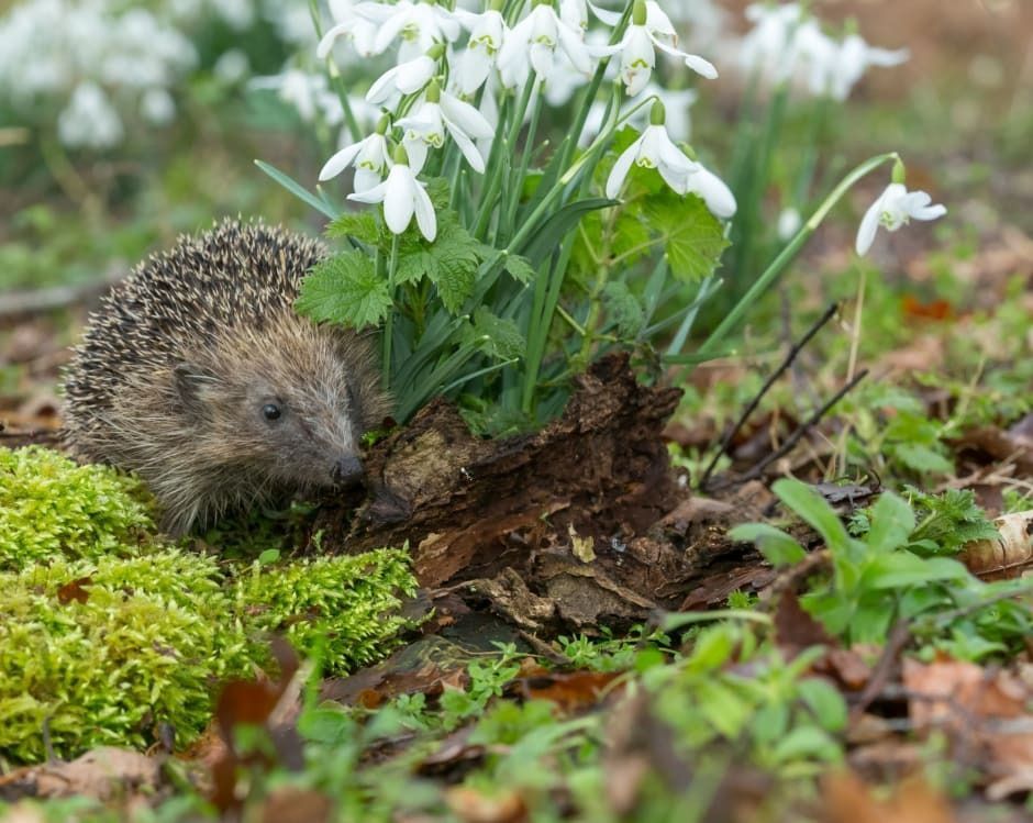 DCAchterhoek's tweet photo. Zodra de temperaturen stijgen, komen de egels weer tevoorschijn. Na hun winterslaap zijn ze verzwakt en op zoek naar voedsel. Juist nú kunnen ze een steuntje gebruiken.
Geen melk, wel voer op een veilige plek. 
Tips: https://t.co/sflNHrhrqs https://t.co/ALtgUJtTOd