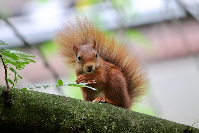 Omar Giannini tweet media