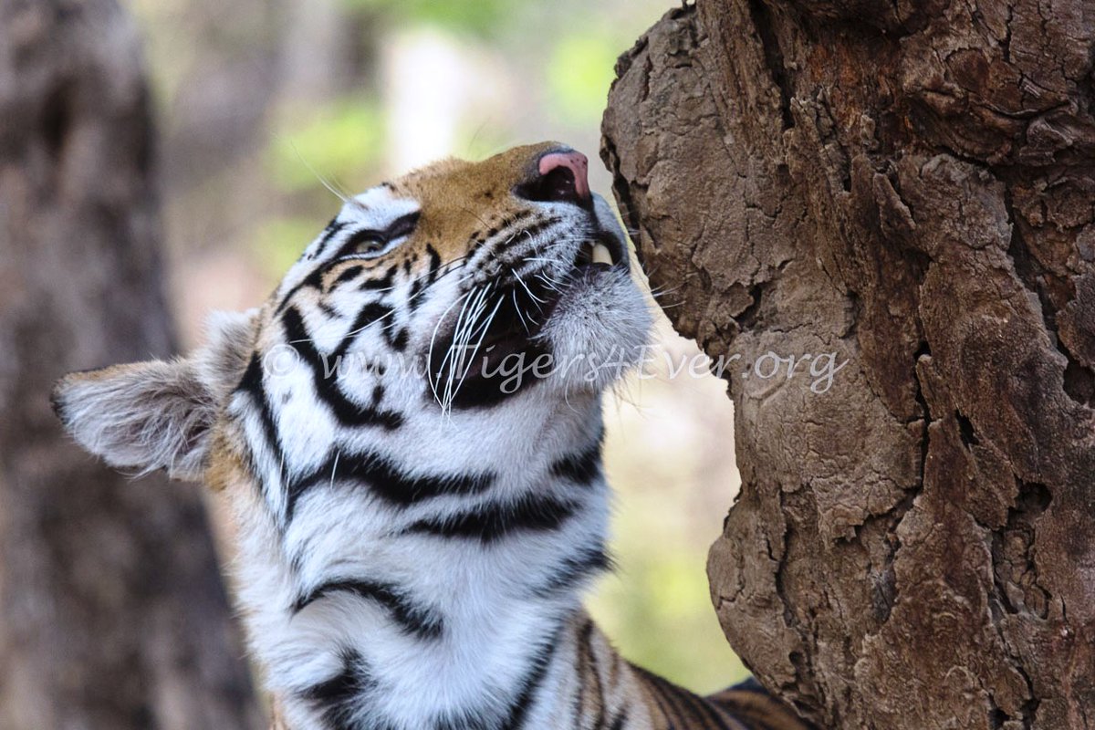 Tigers4Ever tweet media