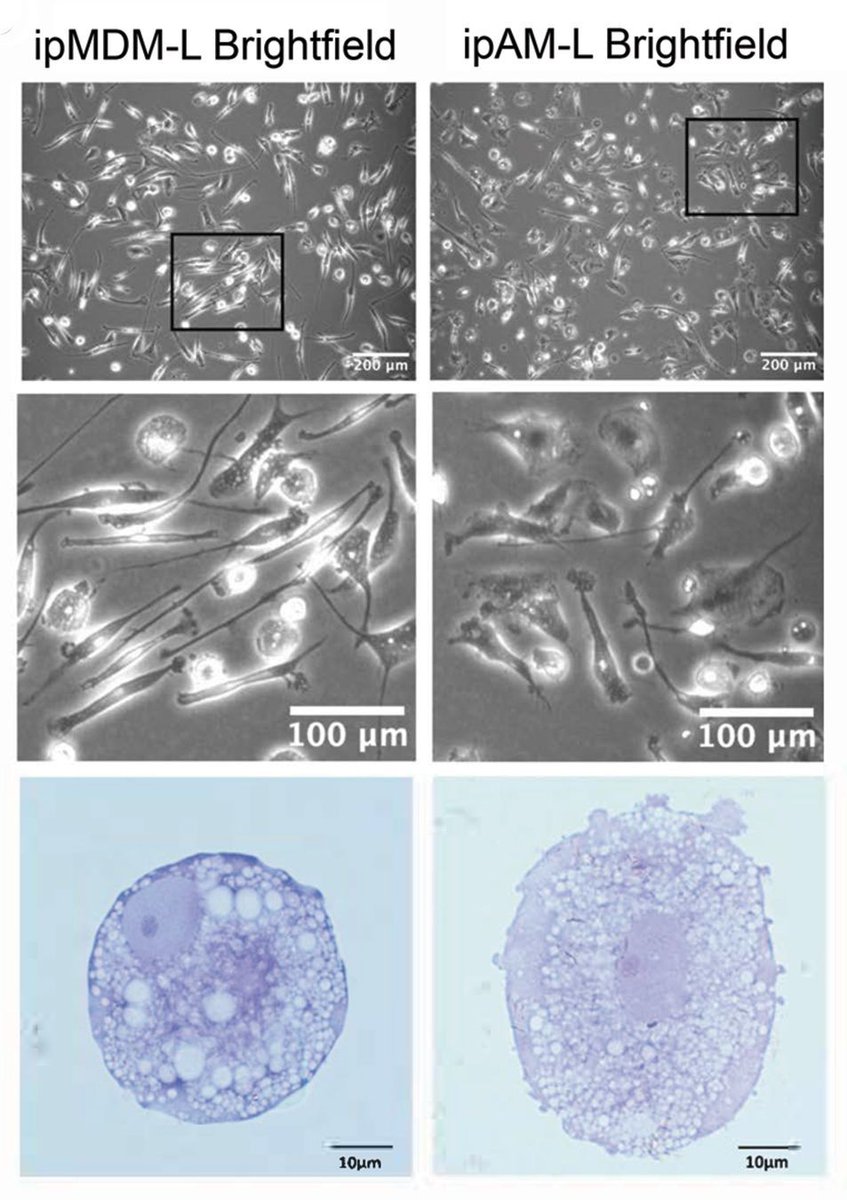 JCI insight tweet media