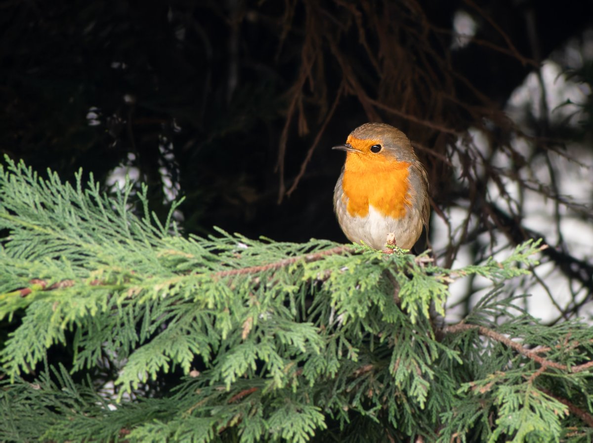 Terry Tyler tweet media