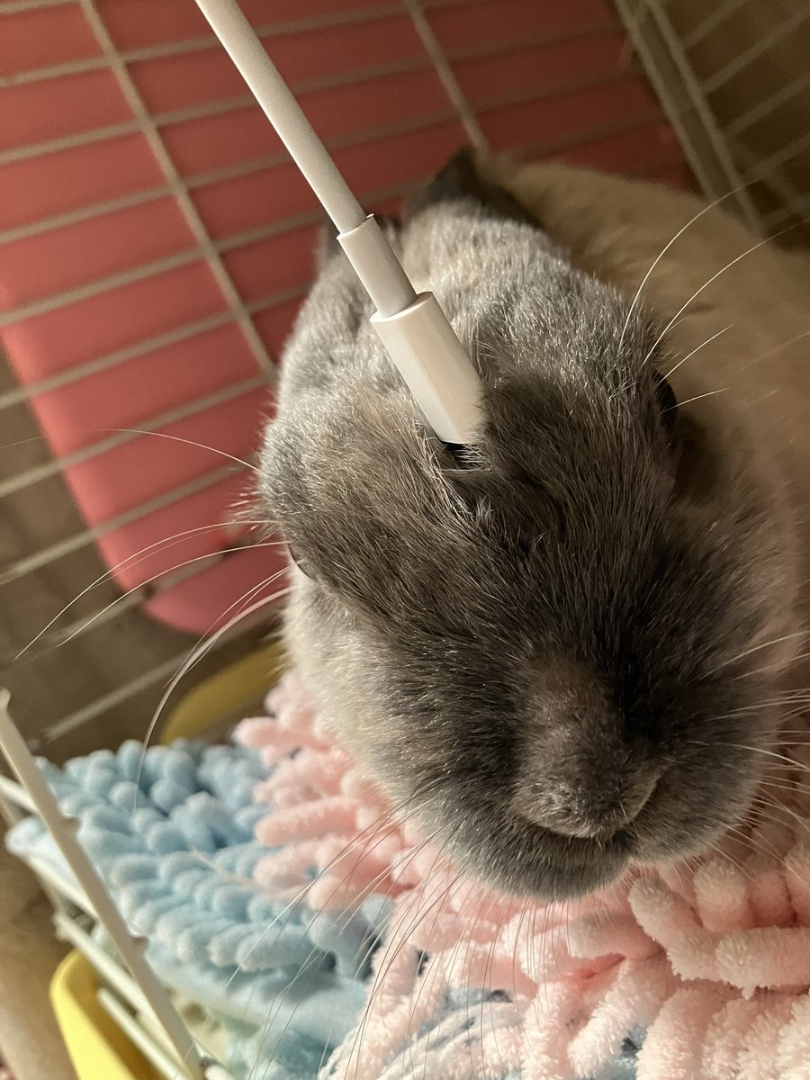 ウサギの部屋 tweet media