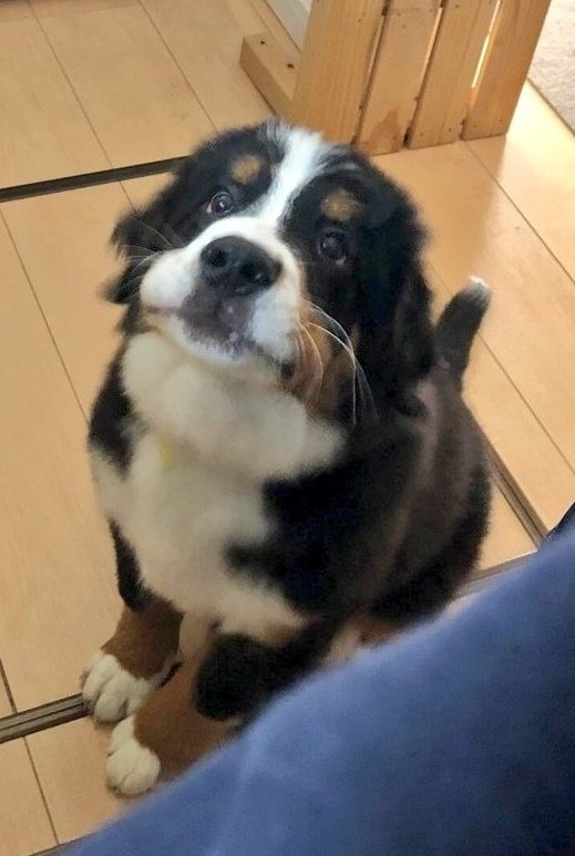 ここあ tweet media