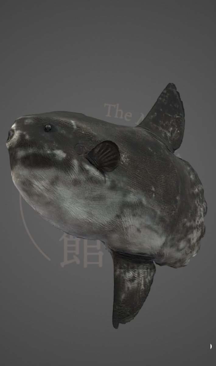 路上博物館 tweet media