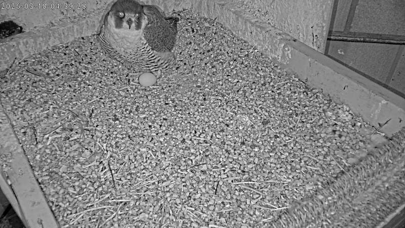 Kate StJohn Birdblog tweet media