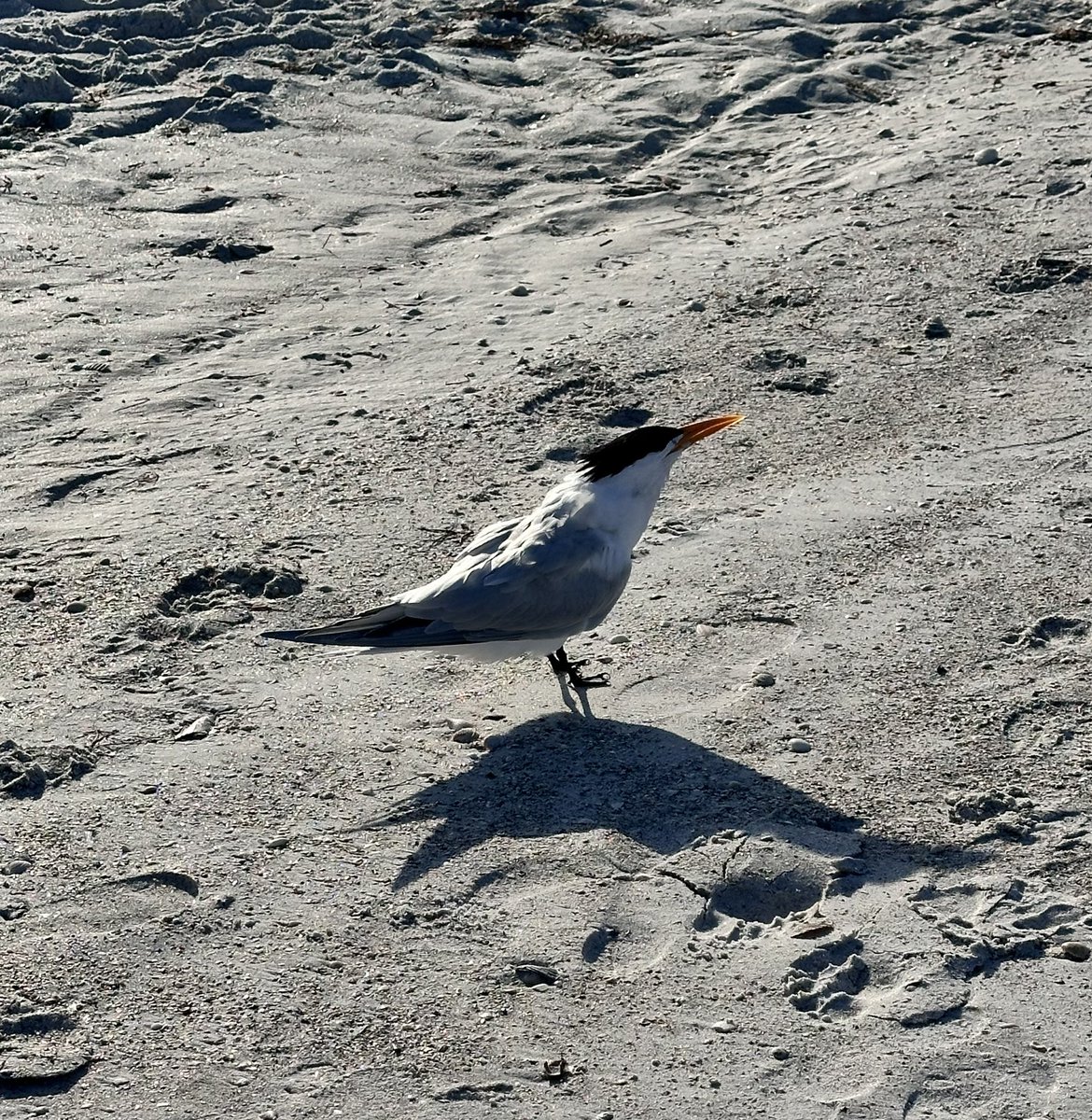 Kate Lynch Is Revising a #YA Novel tweet media