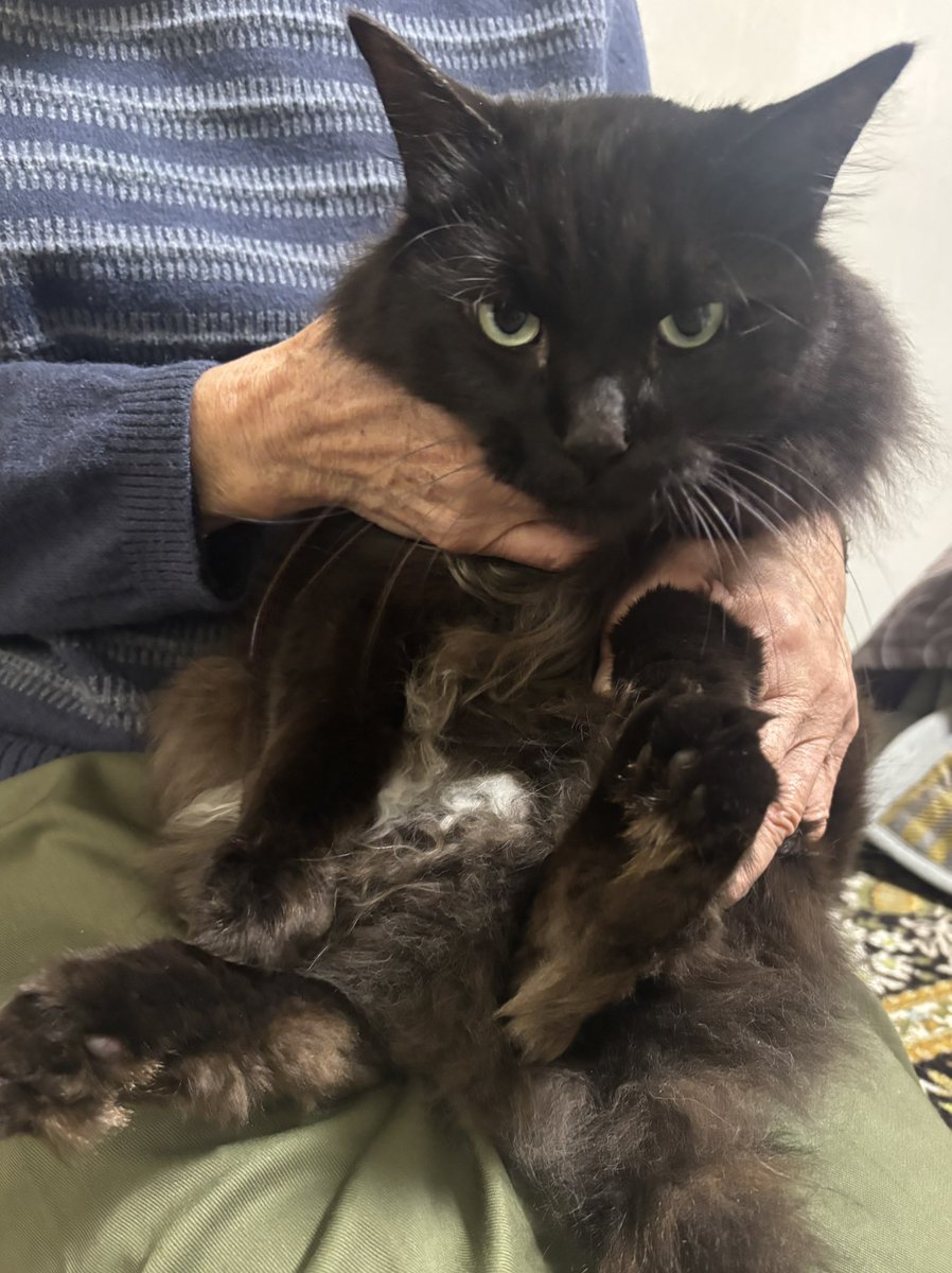 ラフィーレ tweet media