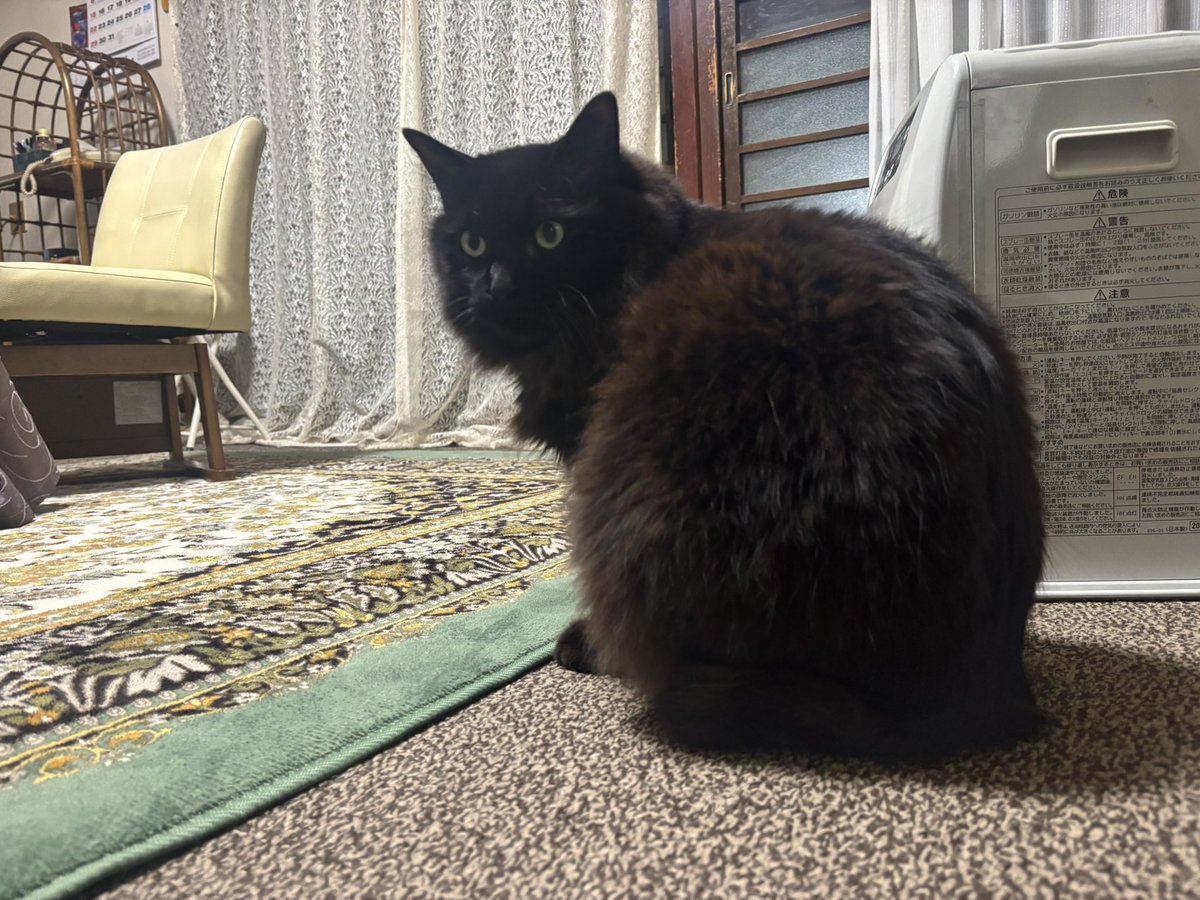 ラフィーレ tweet media