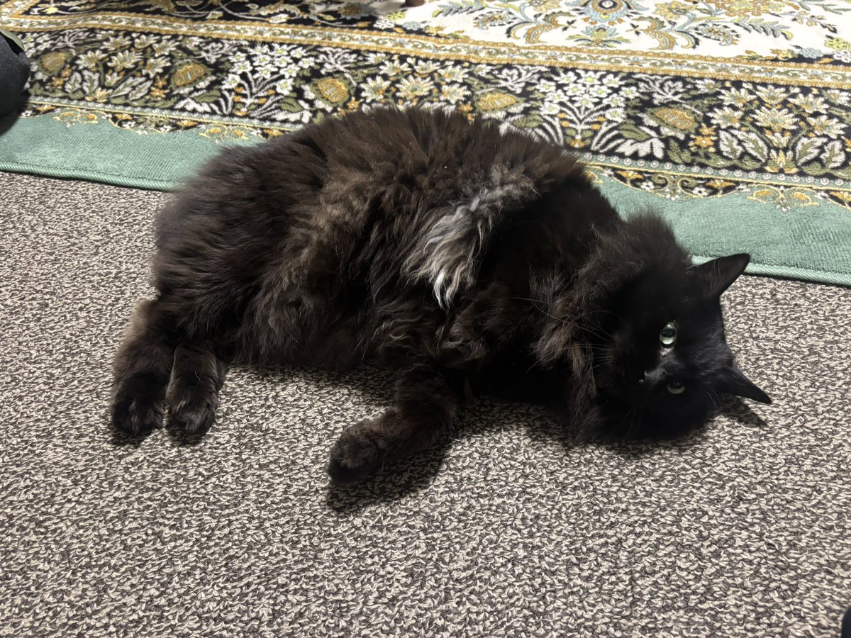 ラフィーレ tweet media