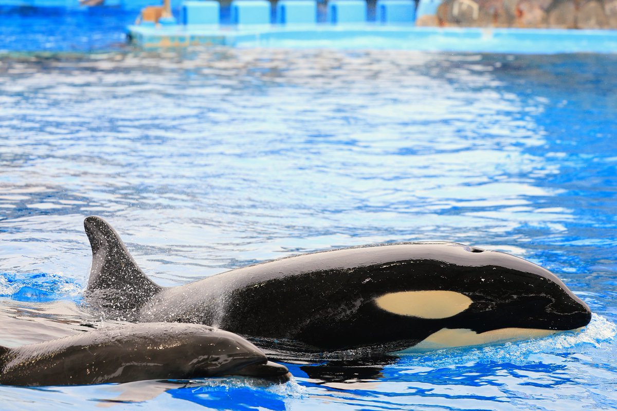 fumifumi tweet media