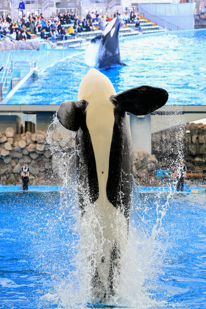 fumifumi tweet media