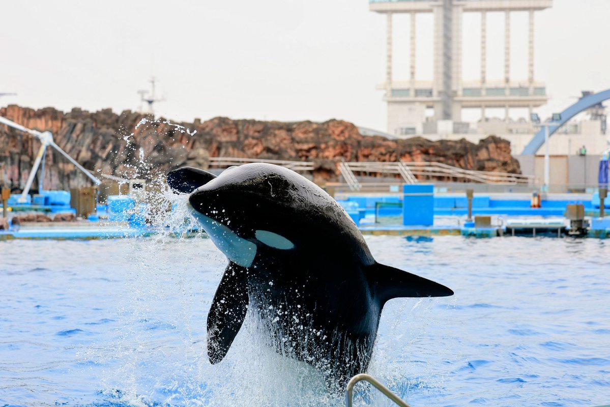 fumifumi tweet media