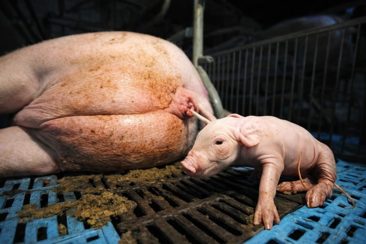 ©anines tho™ ᕕ( ᐛ )ᕗ tweet media