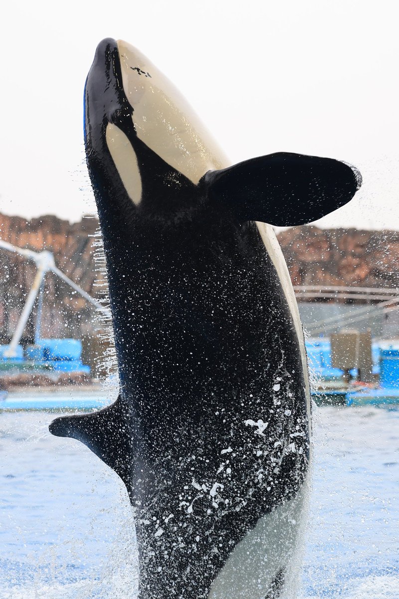 fumifumi tweet media