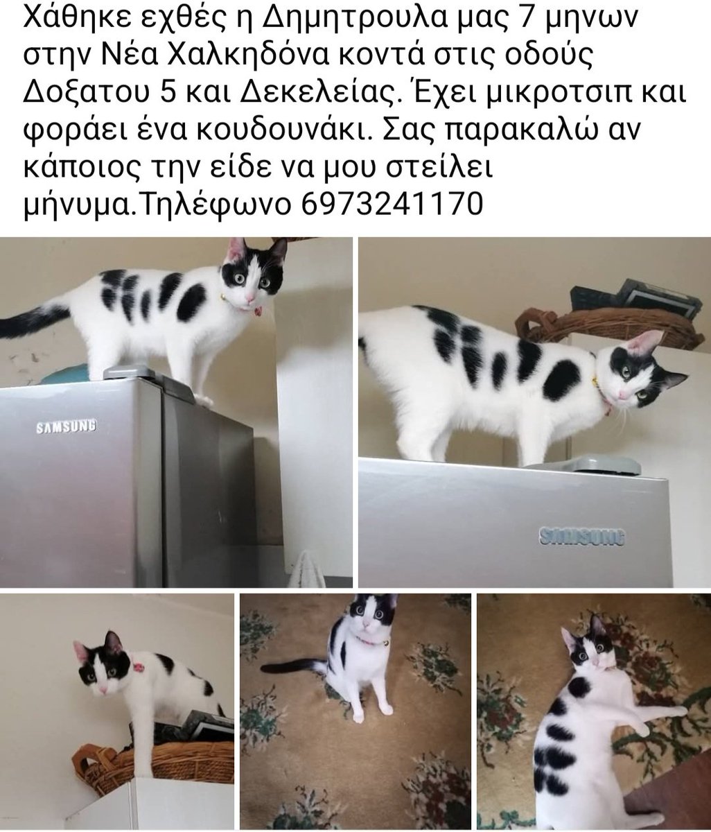 🆘️🆘️🆘️
Χάθηκε η γατούλα στη Νεα Χαλκηδόνα κοντά στις οδούς Δοξατου 5 κ Δεκελείας 
Εχει τσιπ κ φοράει περιλαίμιο με κουδουνάκι 
Για οποιαδήποτε πληροφορία καλέστε άμεσα στο τηλ 
Rt 🙏 🙏 🙏