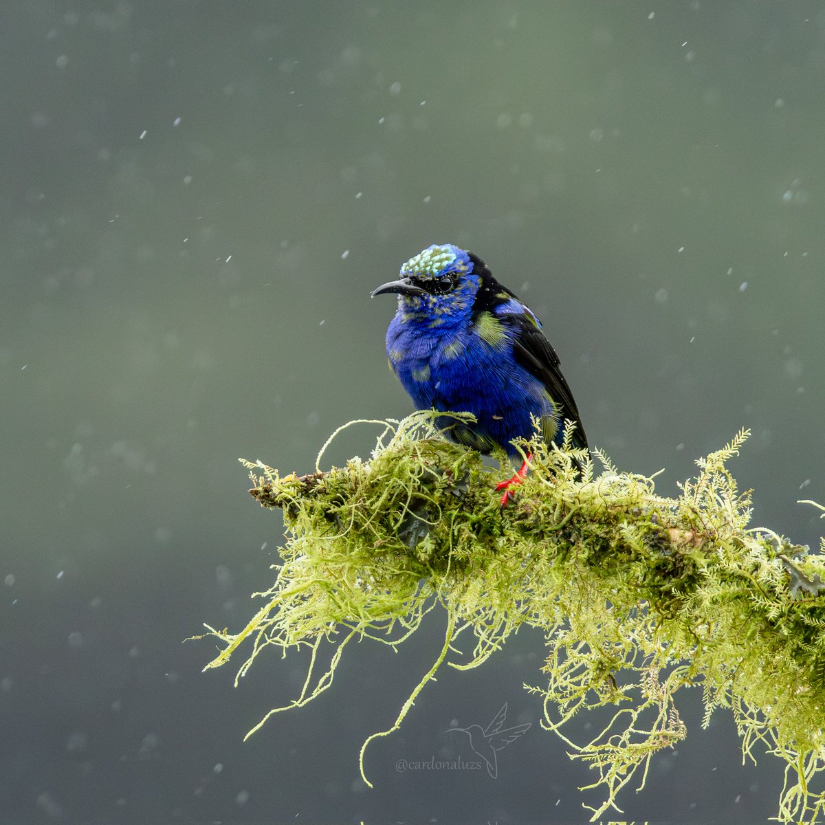 Luz Sthella Cardona M tweet media