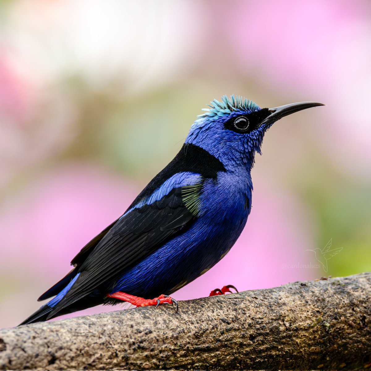 Luz Sthella Cardona M tweet media