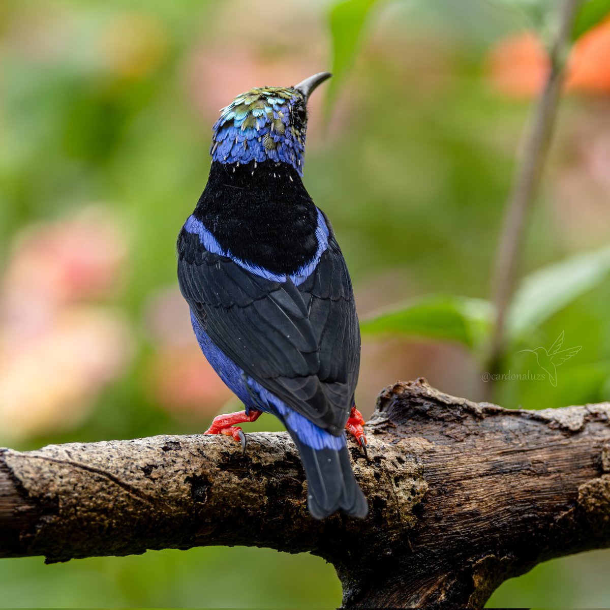 Luz Sthella Cardona M tweet media