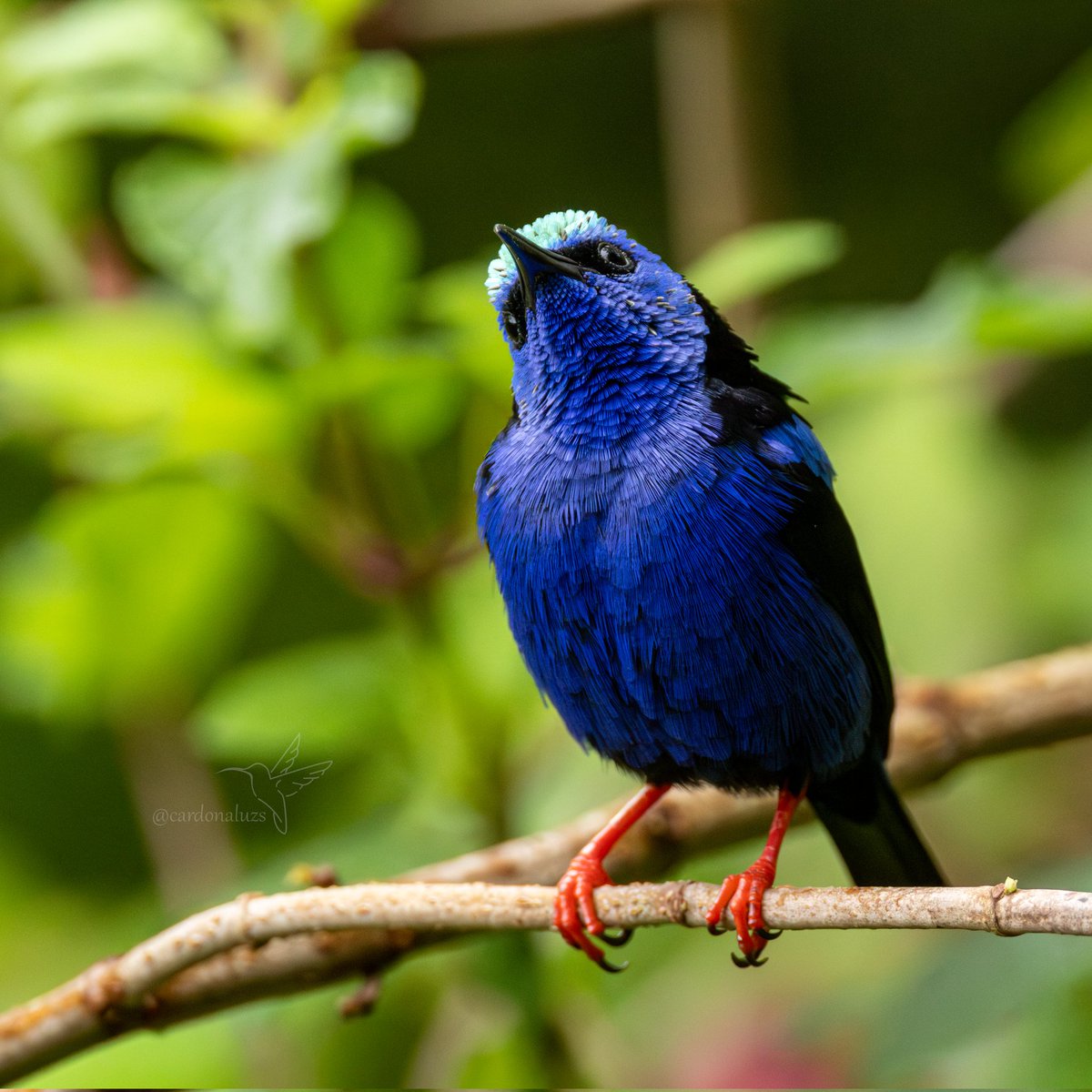 Luz Sthella Cardona M tweet media