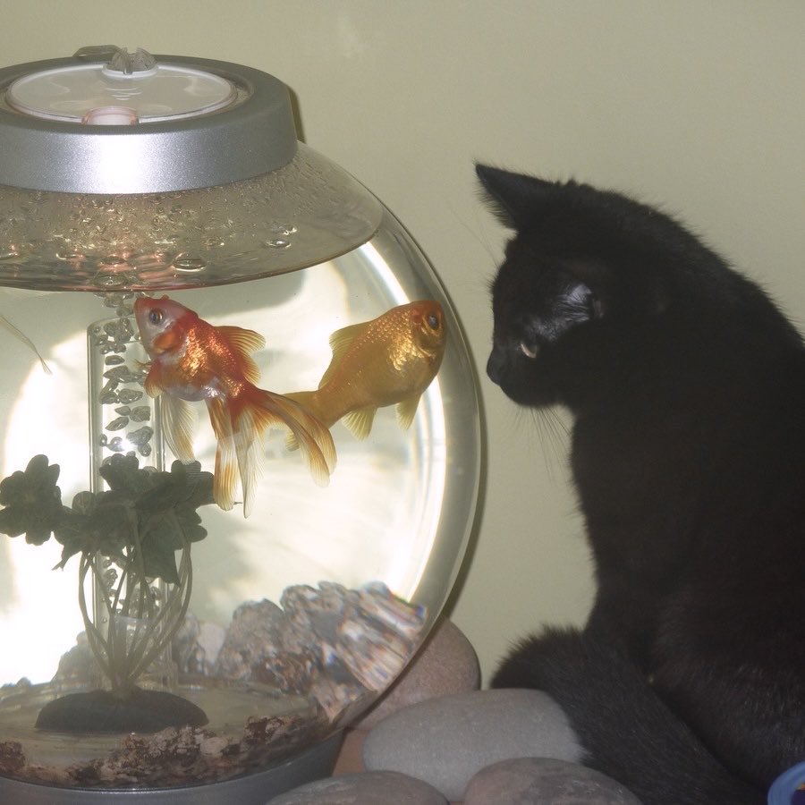 ★fran (@kkurowonie) on Twitter photo 